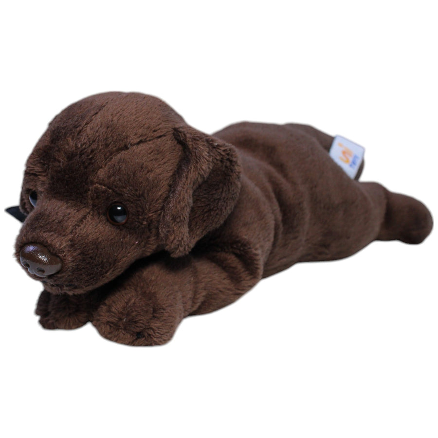 Brauner Labrador mit Leine, liegend