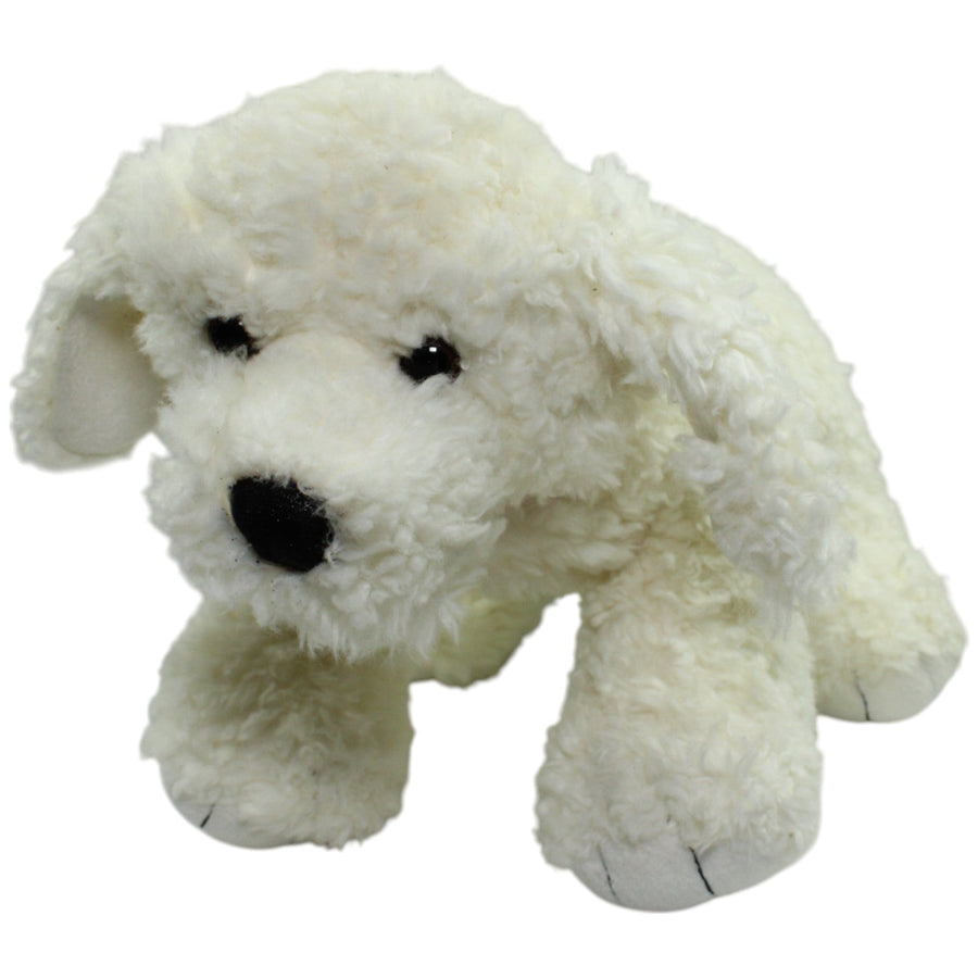 XL Maltipoo mit Halsband