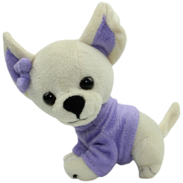 Chihuahua mit lila Shirt und Schleife