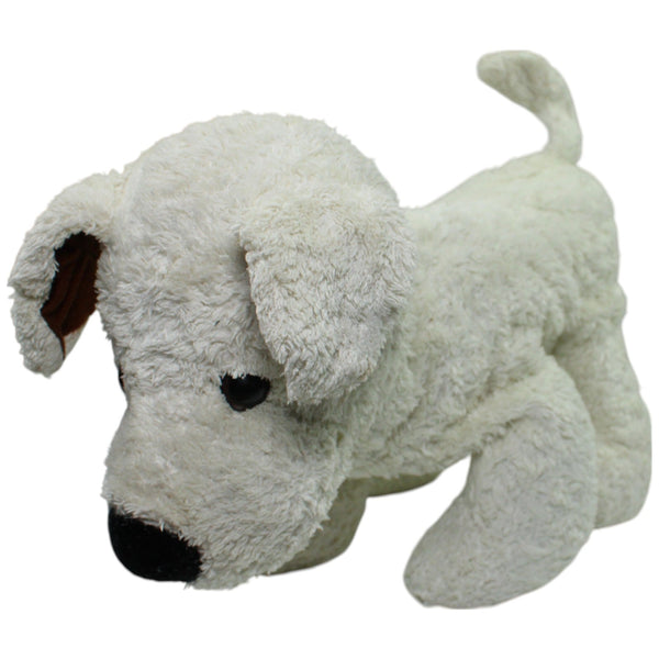 Süßer weißer Hund, groß