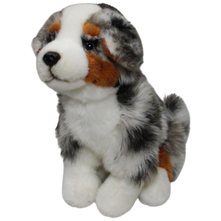 Hübscher Australian Shepherd, sitzend