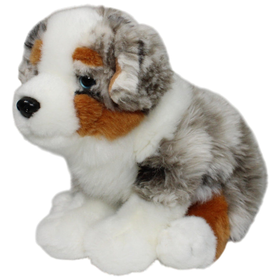 Hübscher Australian Shepherd Welpe