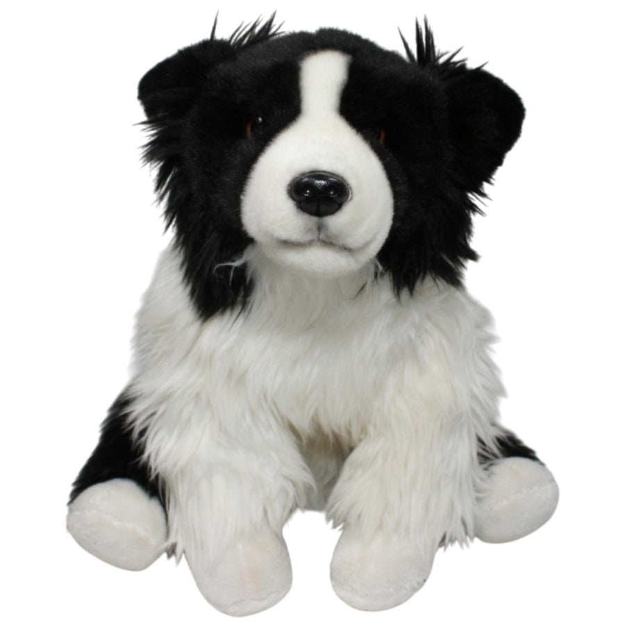 Schöner XL Border Collie