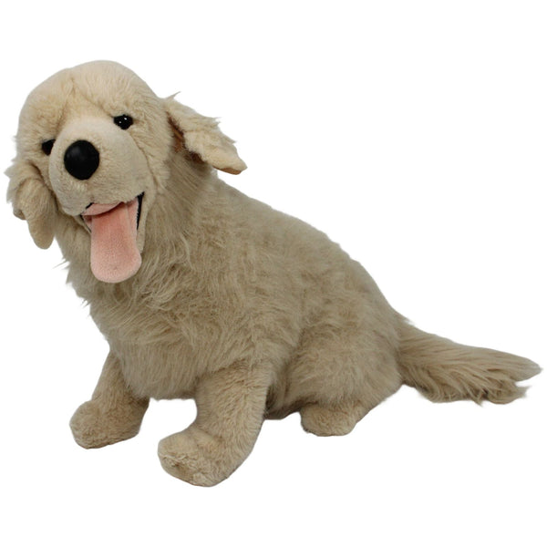 Schöner XL Golden Retriever