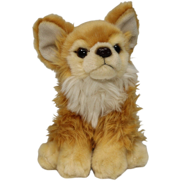 Hübscher Chihuahua, sitzend