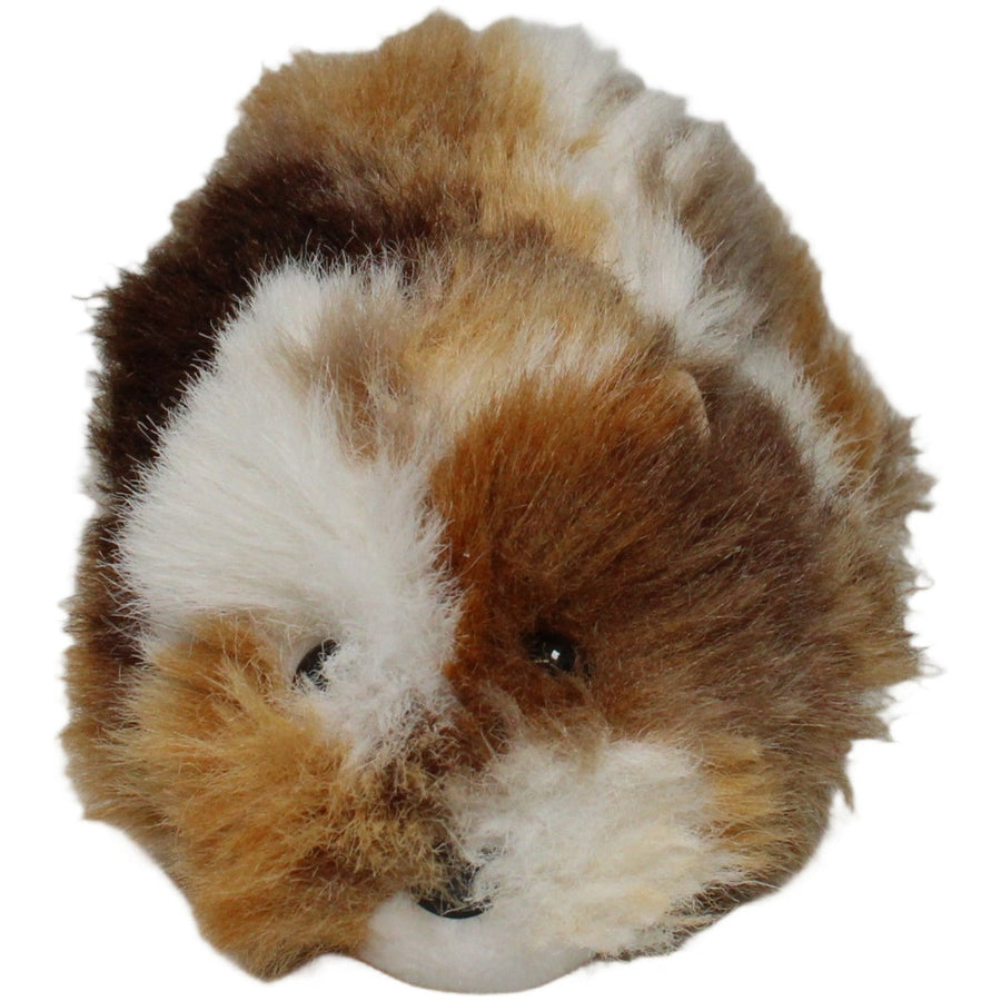 Langhaar-Meerschweinchen, mehrfarbig