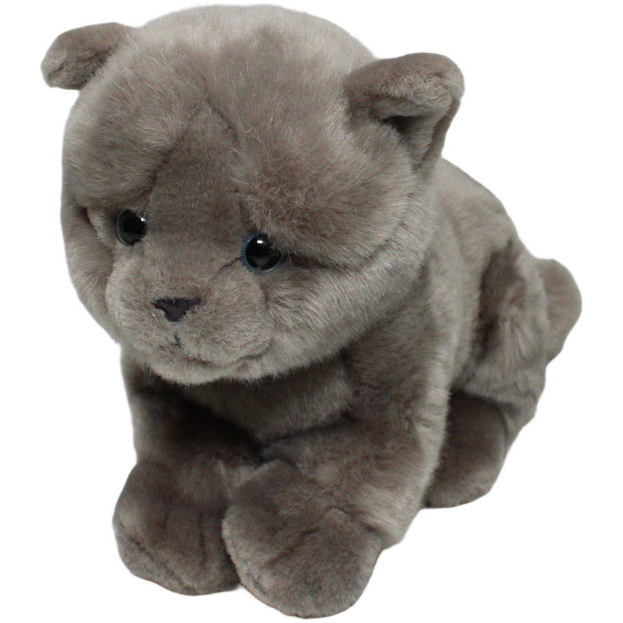 Graue weiche Kartäuser Katze mit blauen Augen