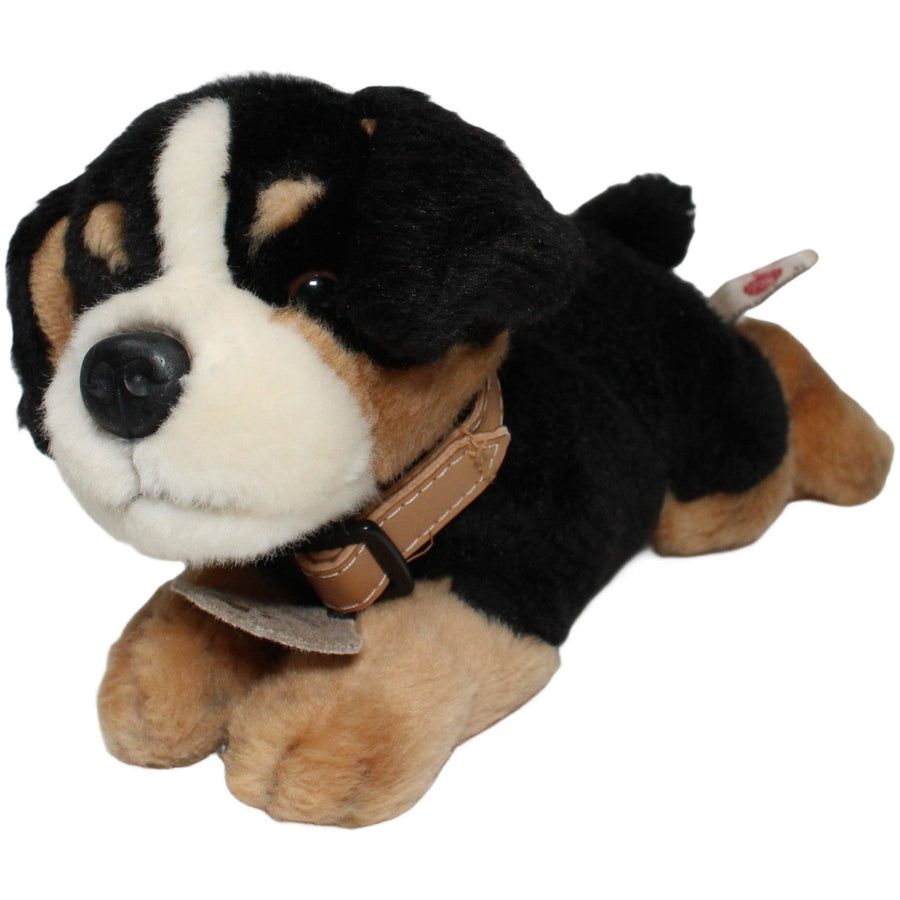 Benjie der Berner Sennenhund, liegend