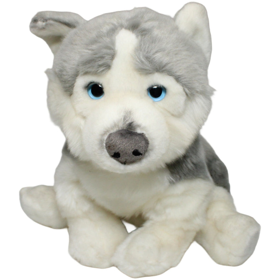 Schöner Husky, sitzend