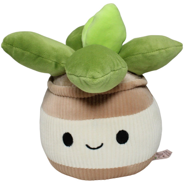 Kawaii by Dino, süße Zimmertopfpflanze