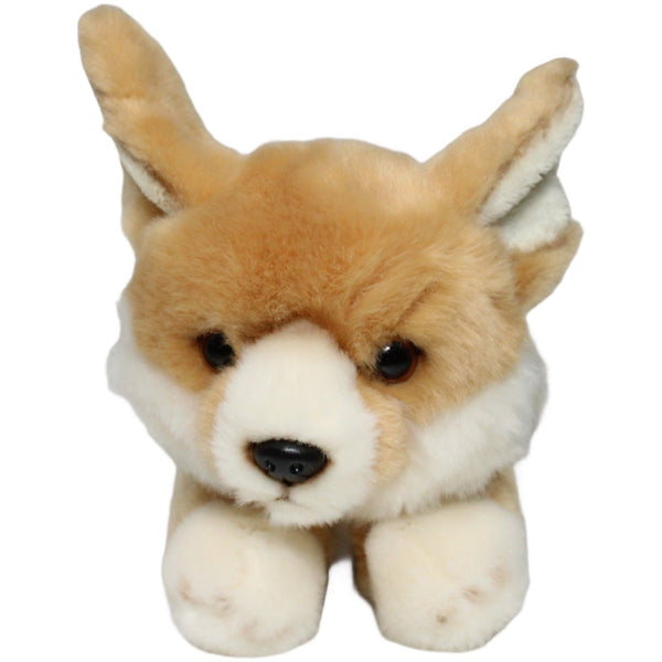 Hübscher Wüstenfuchs, liegend