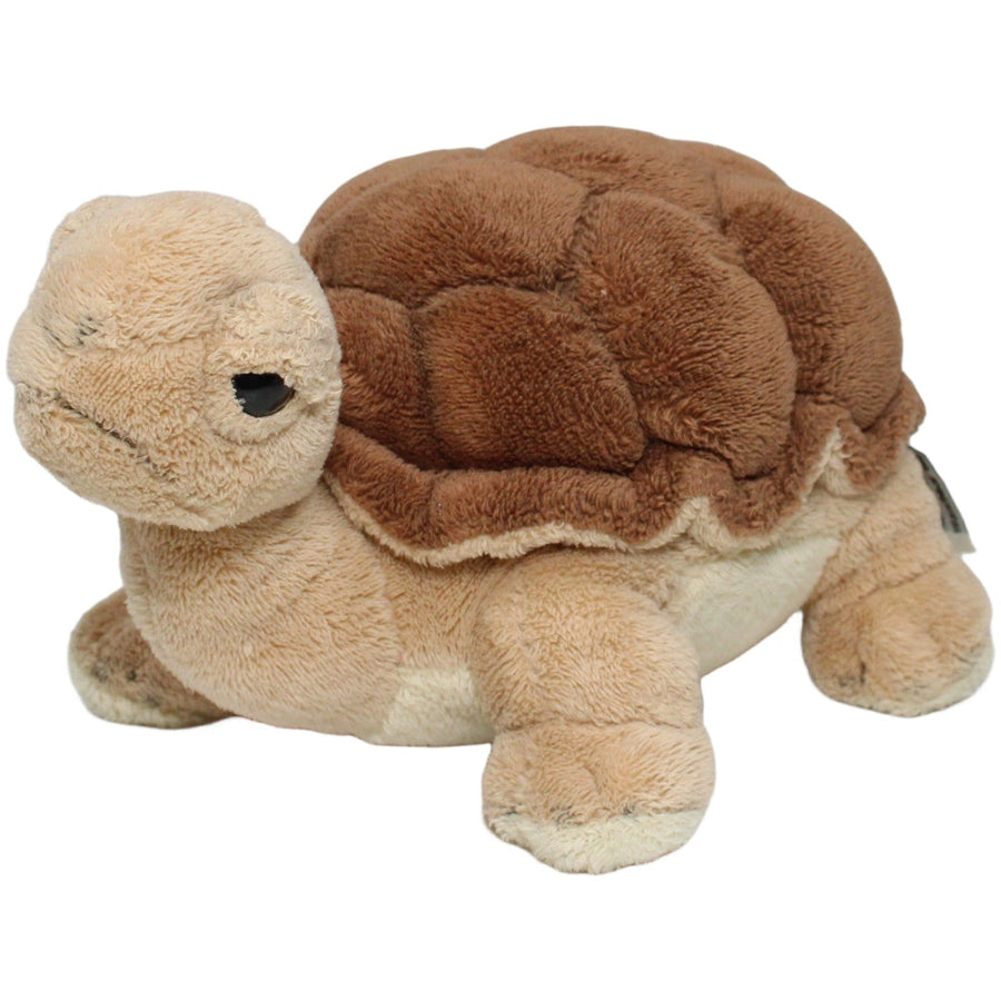 Schöne Landschildkröte, stehend