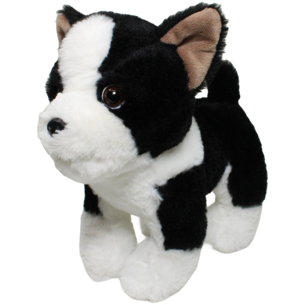 Süßer Boston Terrier