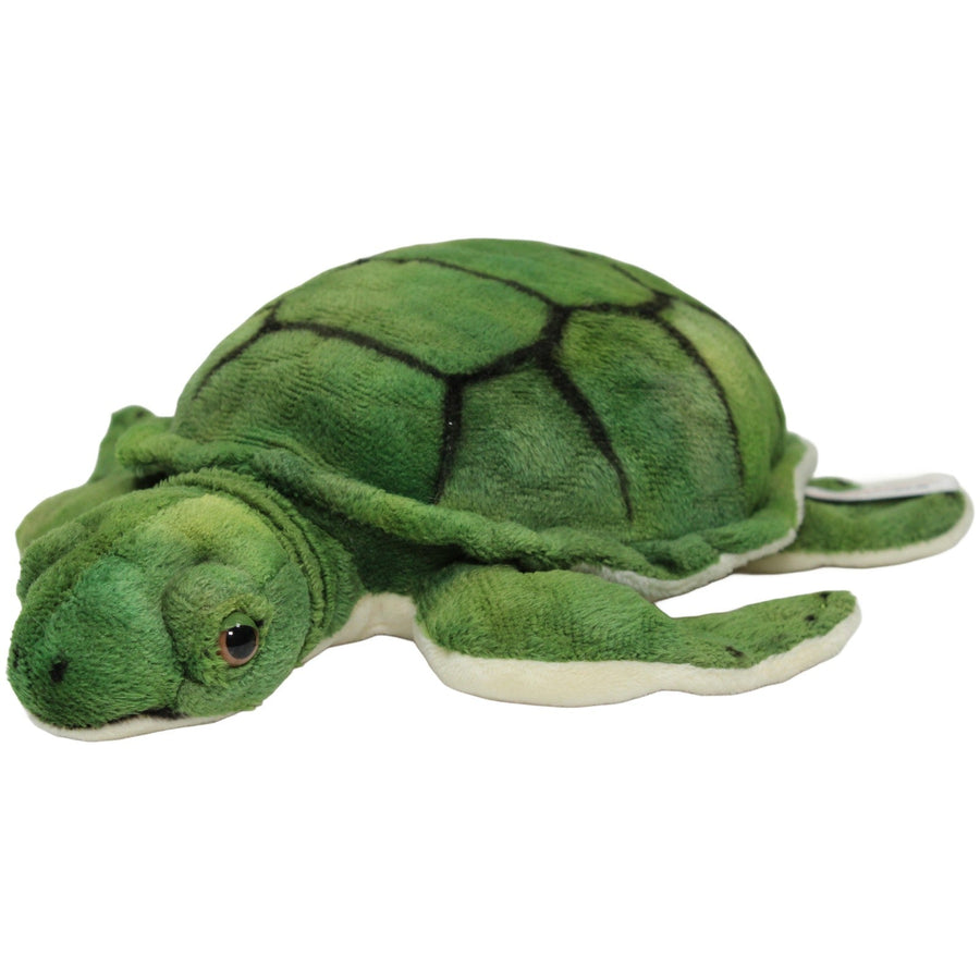 Hübsche Wasserschildkröte