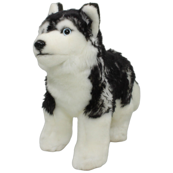 Stehender XL Husky mit schwarzweißem Fell, superweich