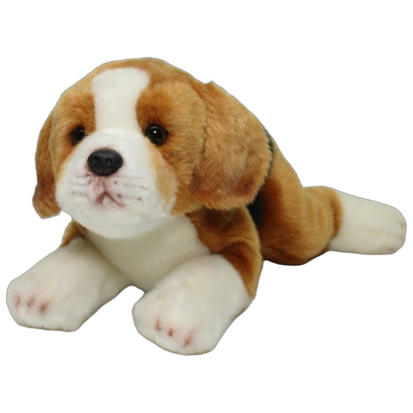 Süßer XL Beagle Welpe, liegend