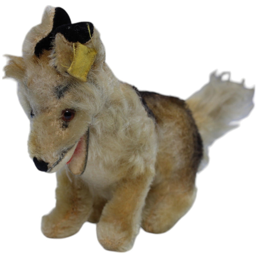 Collie