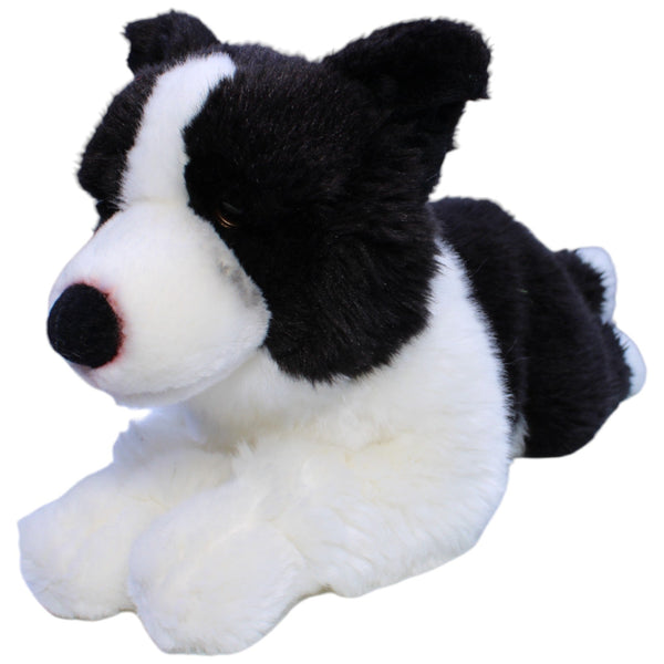 XL Border Collie