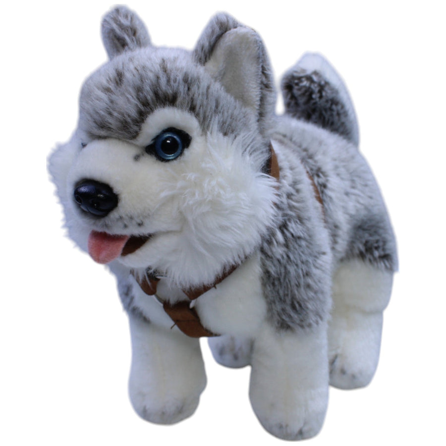 Husky mit Geschirr