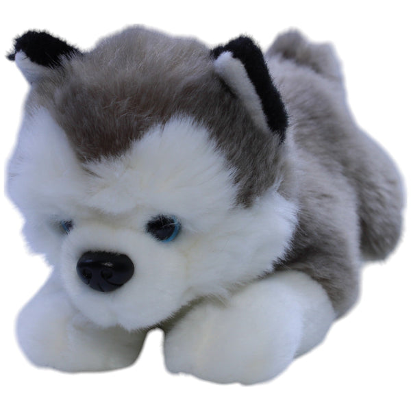 Süßer Husky Welpe, liegend
