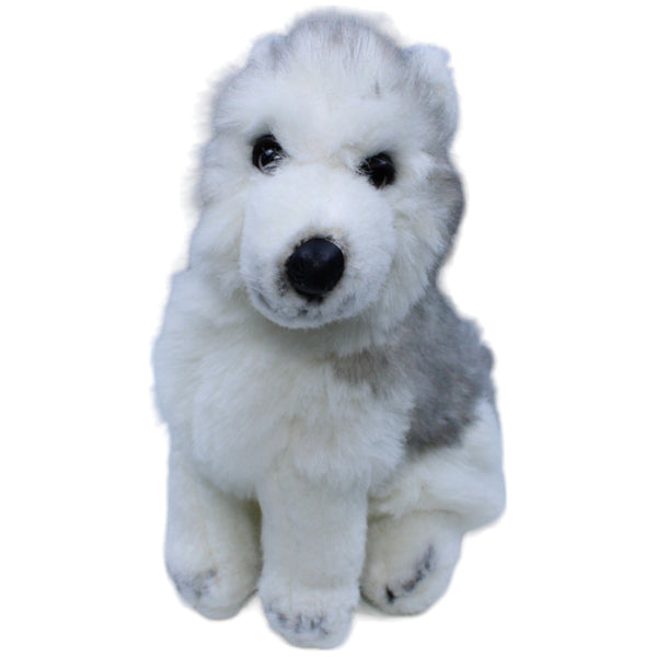 Husky, sitzend