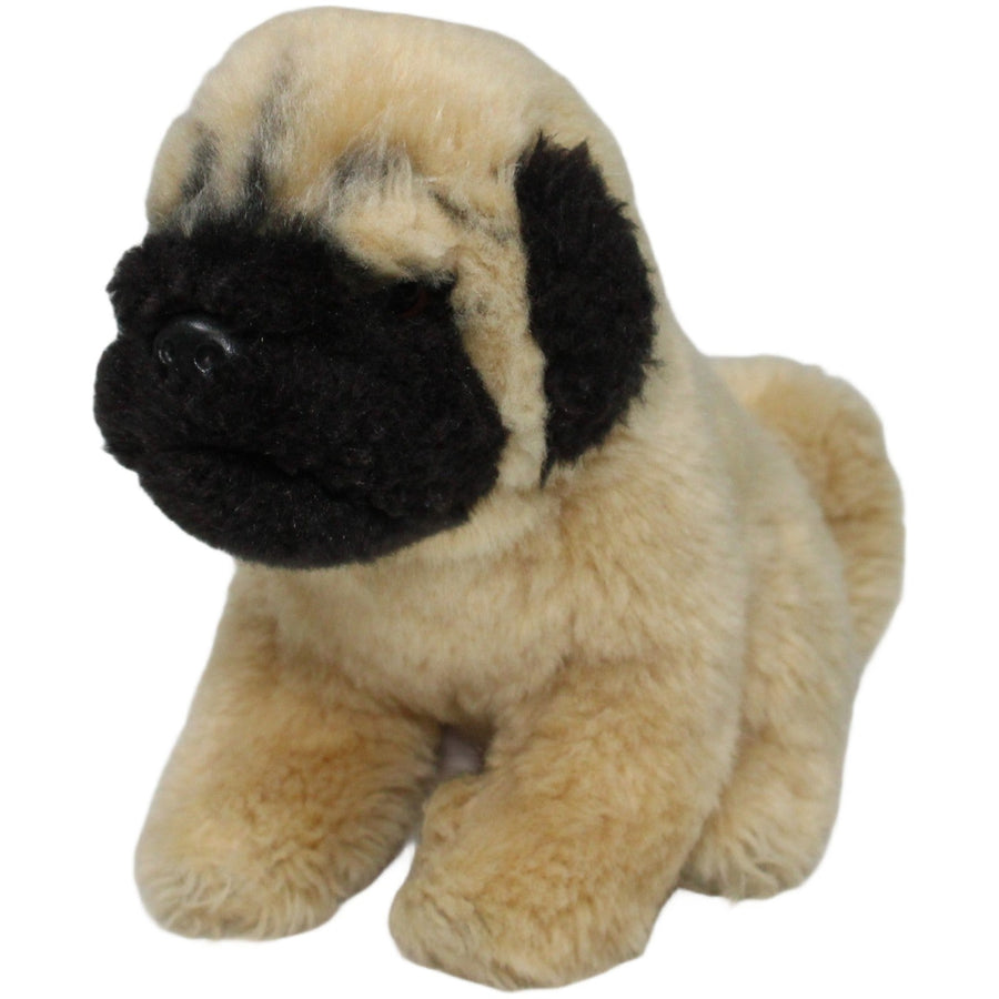 Brauner Mops Welpe, sitzend