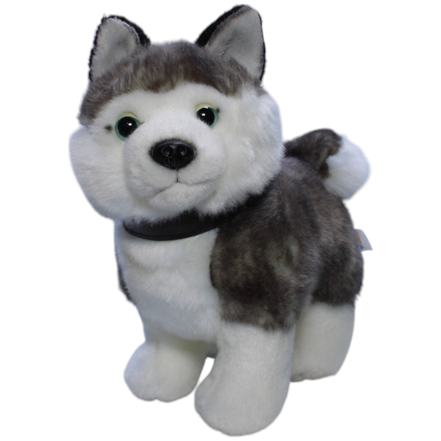 Hund, Husky mit Leine