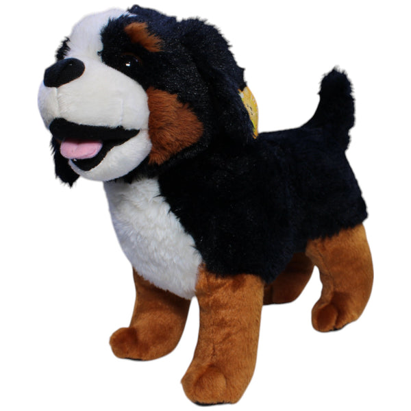 Großer Berner Sennenhund, stehend