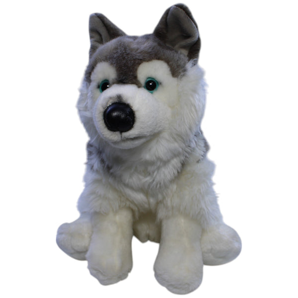 Hübscher Grauwolf, sitzend