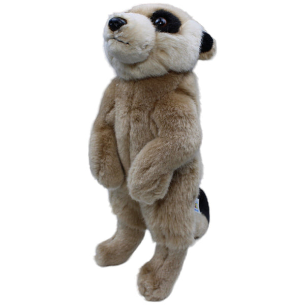 Erdmännchen, stehend